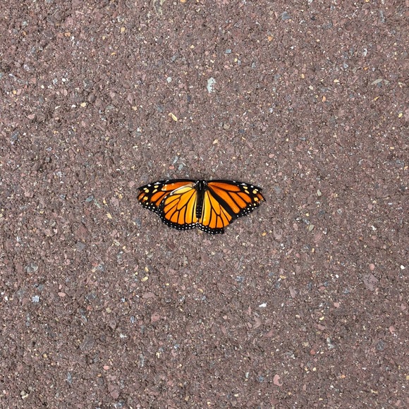 Meet your Posher, Chandra - Picture 1 of 1